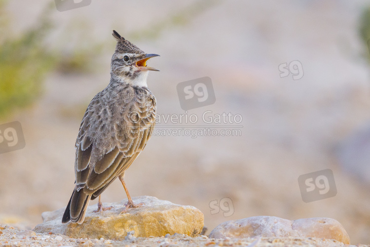 Crested Lark